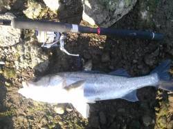 紀ノ川河口 ルアーでシーバス52cm