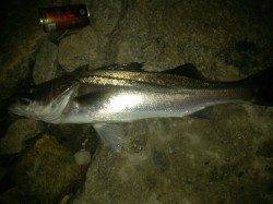 紀ノ川河口、ミノーのただ巻き明暗部でシーバスヒット