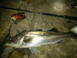 紀ノ川河口、ミノーのただ巻き明暗部でシーバスヒット