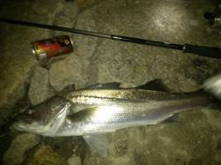 紀ノ川河口、ミノーのただ巻き明暗部でシーバ…