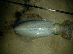 見草漁港でエギング中層～表層シャクっていると釣れました