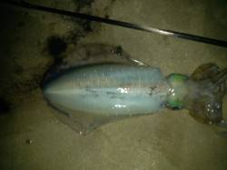 見草漁港でエギング中層～表層シャクっている…