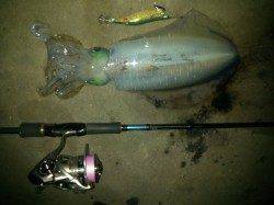 見草漁港でエギング中層～表層シャクっていると釣れました