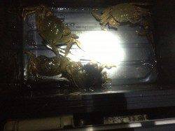 室津でのメバリング釣果