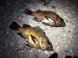 洲本 メバリングで最大24cmのメバルを3匹！