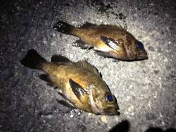 洲本 メバリングで最大24cmのメバルを3…