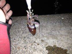 小浜エリア　宇久でエギング、ミミイカの釣果