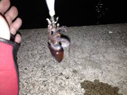 小浜エリア　宇久でエギング、ミミイカの釣果…