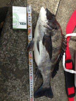 南港エビ撒き釣行、少し潮が早く忙しい釣りでした