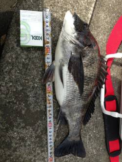 南港エビ撒き釣行、少し潮が早く忙しい釣りで…