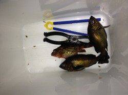 竹野港でメバリング釣果