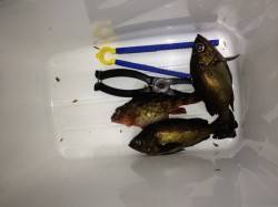 竹野港でメバリング釣果