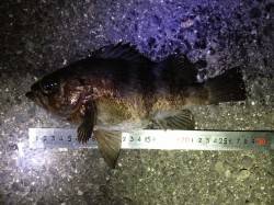 洲本 メバリングでメバル最大28cmを7匹…