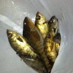 小島へ釣行。アイナメ・ガシラ・メバルの釣果