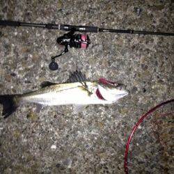 汐見埠頭 夜8時からの釣行でシーバス5本！