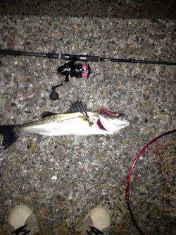 汐見埠頭 夜8時からの釣行でシーバス5本！