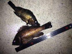 淡路島西エリアでメバリング、最大魚は２４センチ☆