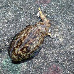 太地港でエギング、良型アオリにコウイカGET！