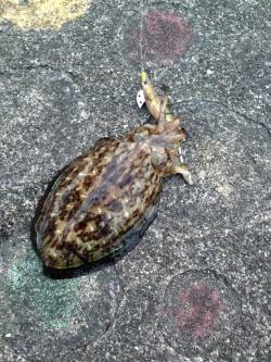 太地港でエギング、良型アオリにコウイカGE…