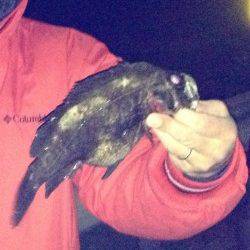 洲本方面のロックポイントへ、最大27cmのメバル♪♪