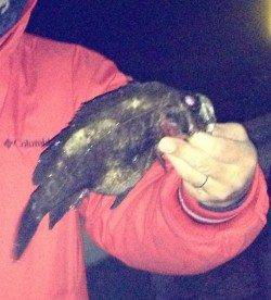 洲本方面のロックポイントへ、最大27cmのメバル♪♪