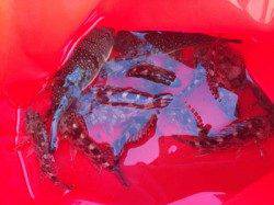 田辺・戎漁港 フカセでグレ狙いもガシラが多数