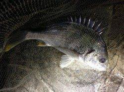 濱ノ瀬漁港 流し釣りでキビレ＆ガシラ