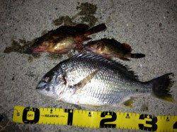 濱ノ瀬漁港 流し釣りでキビレ＆ガシラ