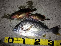 濱ノ瀬漁港 流し釣りでキビレ＆ガシラ