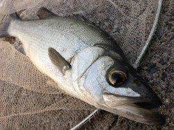 堺漁港でフカセ釣り、６時半頃にヒラスズキがヒット！