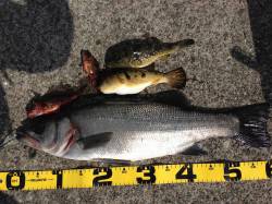 堺漁港でフカセ釣り、６時半頃にヒラスズキが…