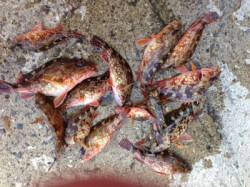 田辺・戎漁港 フカセでグレ狙いもガシラが多…