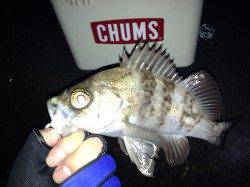 淡路島西エリアでメバリング、最大魚は２４センチ☆