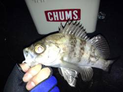 淡路島西エリアでメバリング、最大魚は２４セ…