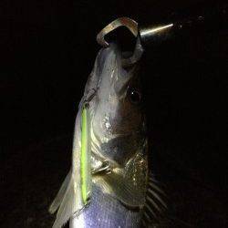 汐見埠頭 夜8時からの釣行でシーバス5本！