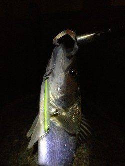 汐見埠頭 夜8時からの釣行でシーバス5本！