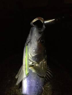 汐見埠頭 夜8時からの釣行でシーバス5本！…