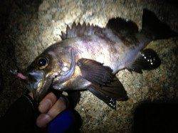 洲本 メバリングでメバル最大28cmを7匹！