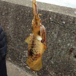 紀伊大島、エギング！〜周りでもヤエンで釣れていました〜