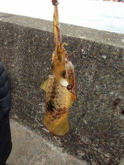 紀伊大島、エギング！〜周りでもヤエンで釣れていました〜