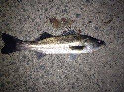 岸和田 シンキングペンシルでシーバス70cm☆