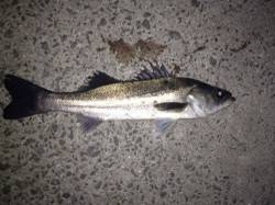 岸和田 シンキングペンシルでシーバス70c…