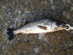 汐見埠頭 ルアーでシーバス1本ゲット☆