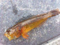 大蔵海岸でチョイ投げ、アナハゼを初めて釣り上げました。