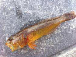 大蔵海岸でチョイ投げ、アナハゼを初めて釣り…