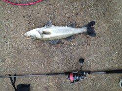 岸和田・貝塚エリアで岸際をリトリーブでヒット！