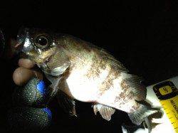 洲本 メバリングで最大24cmのメバルを3匹！