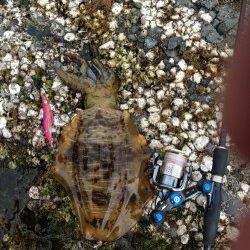 紀伊大島 朝マズメにアオリイカ3バイ＆コウイカ2ハイ