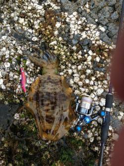 紀伊大島 朝マズメにアオリイカ3バイ＆コウ…