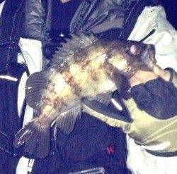 淡路島室津メバリング釣行　3時間で15匹！